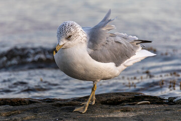 seagull on a rock