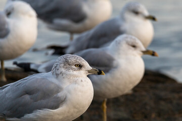 seagulls on the beach
