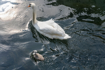 swan, duckling and light reflections in Sile river water, Treviso, Italy