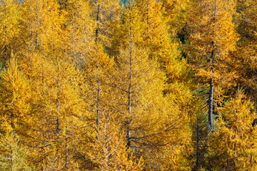 autumn trees in the mountains