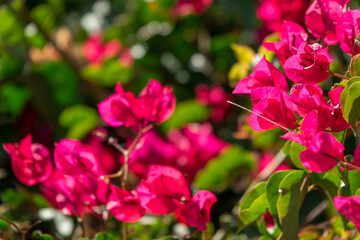 Fototapeta na wymiar Close up of boungainvillea flowers