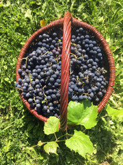 Basket of grapes. The countryside, summer.