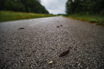 Slugs on the road for pedestrians.