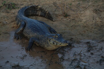 Jacaré do pantanal dentro da água, em poconé, mato grosso