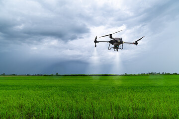 Agriculture drone flying above green rice fields to spraying fertilizer and pesticide farmland agricultural smart farm business concept with blue cloud sky background