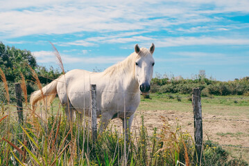 The Camargue horse grazing in the Camargue area in southern France, it is considered one of the...