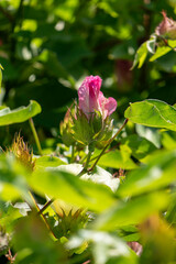 Delicate pink cotton flower in sunlight close-up among green foliage.