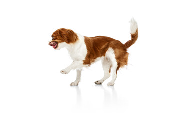 Beautiful, lovely dog of Cavalier King Charles Spaniel in motion, walking against white studio background. Concept of animal, pets, care, pet friend, vet, action, fun, emotions, ad