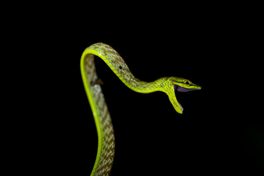 Vine Snake, Mashpi Lodge, Reserva Mashpi Amagusa, Pichincha, Ecuador