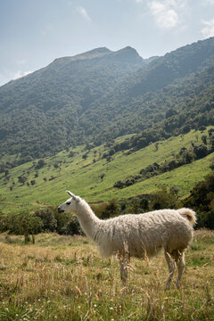 Llama, Termas de Papallacta, Napo, Ecuador