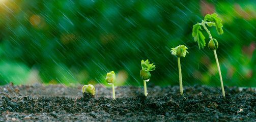 CO2 reduction concept, tree growth and falling rain. Global warming. Industrial sustainable development goals. Green Business . Environmental protection renewable energy, Future Sustainability ESG