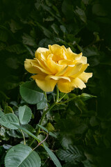 Yellow rose in bloom. Roses in the garden. Delicate petals