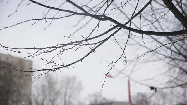 Bare tree branches waved by light wind in winter urban park closeup. Gentle beauty of nature in city garden during cold season