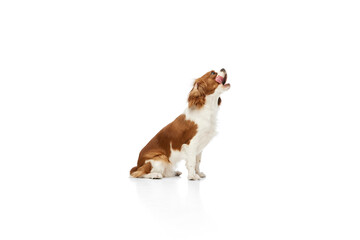 Beautiful purebred dog of Cavalier King Charles Spaniel sitting with tongue sticking out against...