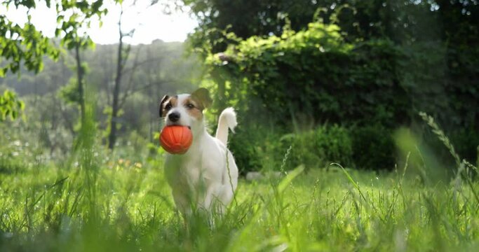 The dog runs after the ball on the grass and brings it. Play outdoors with your pet.