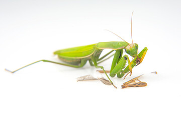 praying mantis eats a grasshopper close-up on a white background. Hunting in the world of insects. Prey for eating insects