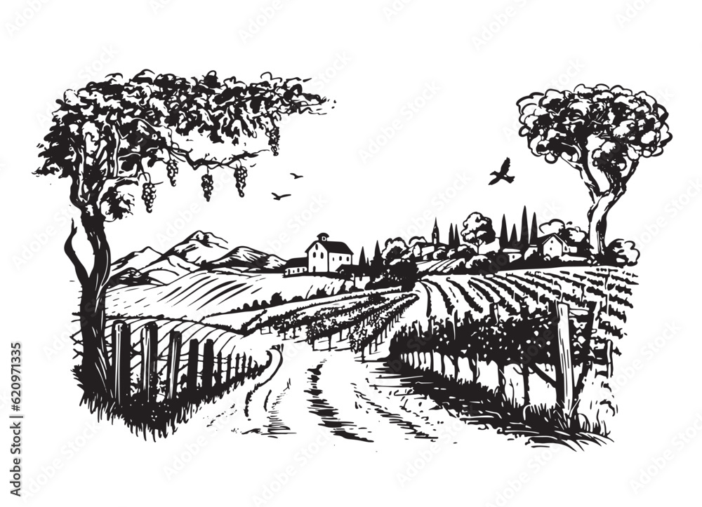 Wall mural wine plantations hand drawn, vector.