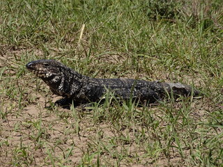 iguana lagarto overo 