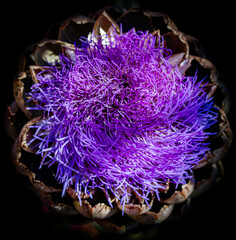 purple artichoke flower