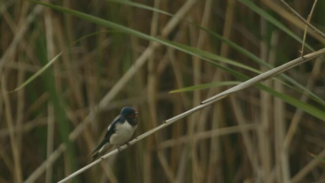 Barn Swallow Hirundo Rustica. The Bird Sits On A Reed Slow Motion Image
