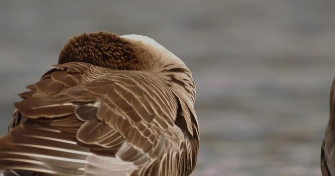 Close-Up Mallard Duck Anas Platyrhynchos On The Water  Close-Up Image