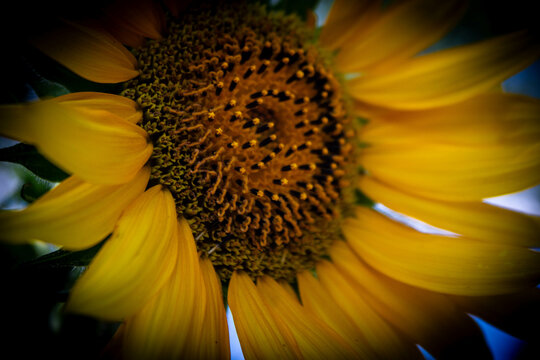 sunflower close up