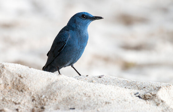 blue rock thrush surching for food on the sandy beach of Ao Phra Nang, Railay, Krabi, Thailand