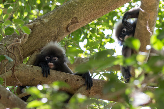 wild dusky leaf monkeys are relaxing on a tree, Railay, Krabi, Thailand