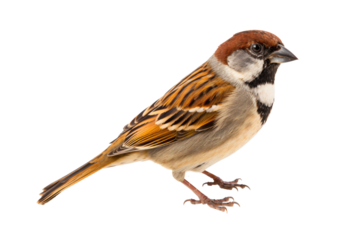 A cute sparrow, isolated, white background, generative ai
