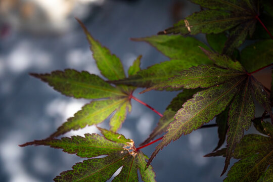 Viens of Maple color