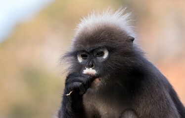 portrait of a wild dusky leaf monkey chewing on a stick, Railay Beach, Krabi, Thailand