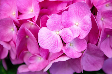 Naklejka na ściany i meble close up of pink hydrangea flower