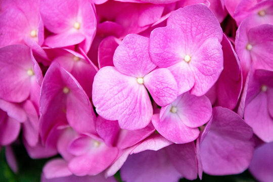 close up of pink hydrangea flower