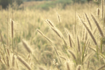 field at sunset nature background