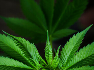 Naklejka na ściany i meble Cannabis leaves background. Legal Marijuana cultivation in the home.