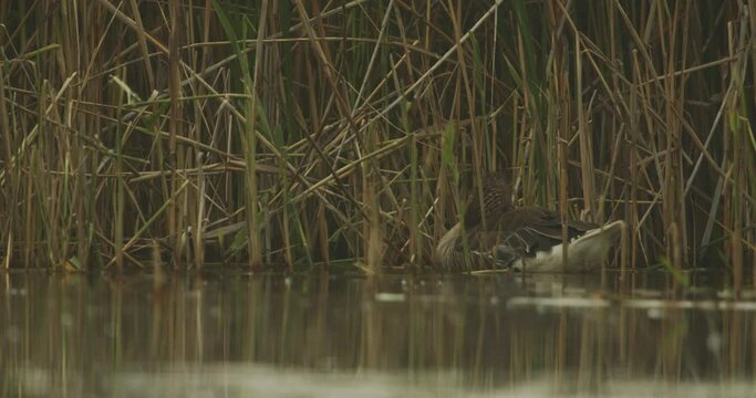 Anas Platyrhynchos. Brown Female Mallard Duck Slow Motion Image