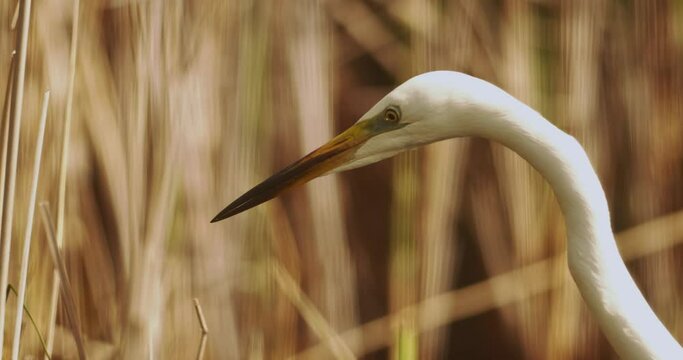 Video of Great egret or Ardea alba white delicate bird heron close-up portrait