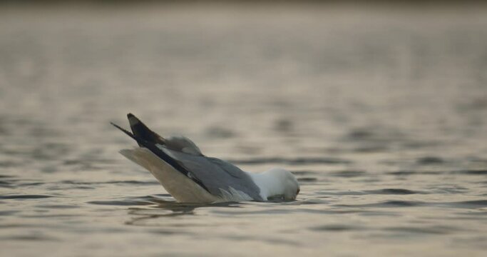 European Gull Larus Argentatus feeding in the lake Slow Motion Image