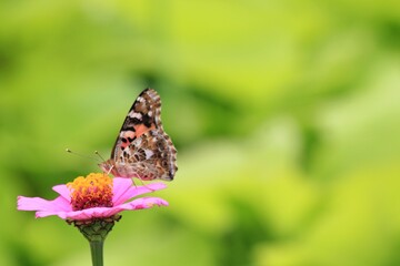 Beautifull Butterfly on the top of Pink Flower