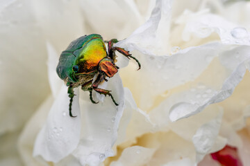 Rose Chafer beetle - Cetonia aurata, beautiful metallic beetle from European meadows, Zlin, Czech Republic.