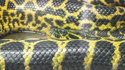 Black-and-yellow Paraguayan anaconda, Eunectes notaeus, resting close-up in a terrarium.