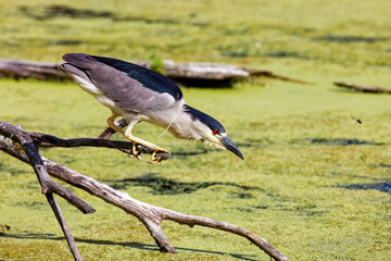 The black-crowned night heron on the marsh