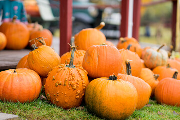pumpkins on a farm