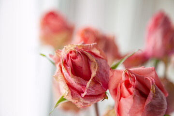 Several pink dried rose buds against light background. Group of beautiful dead flowers close-up as...