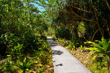 Wooden walkway through the jungle leading to Maya Bay, a place made famous by the movie 