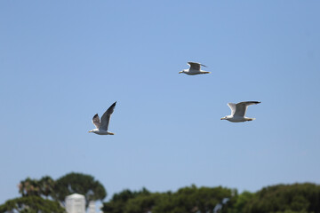 O espetáculo das aves marinhas sobrevoando a Ria Formosa, no Algarve em Portugal, é uma verdadeira sinfonia da natureza. 