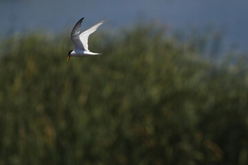 O espetáculo das aves marinhas sobrevoando a Ria Formosa, no Algarve em Portugal, é uma verdadeira sinfonia da natureza. 