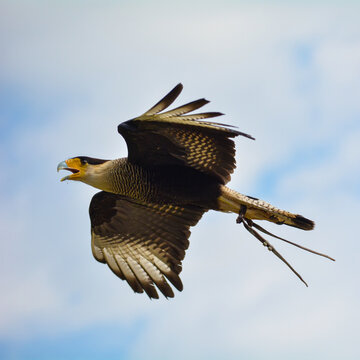 petit rapace