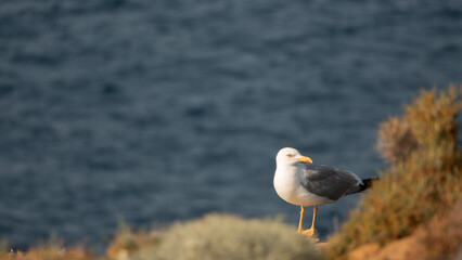 Gokceada seagull standing on cliff edge with blue seashore background. Imbros island, Canakkale, Turkey