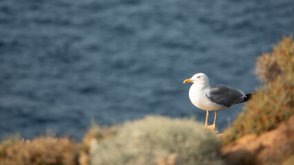 Gokceada seagull standing on cliff edge with blue seashore background. Imbros island, Canakkale, Turkey